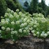Limelight Hydrangea #3 - Image 2